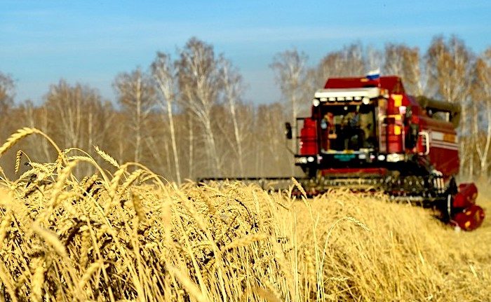 Click to enlarge Wheat field
