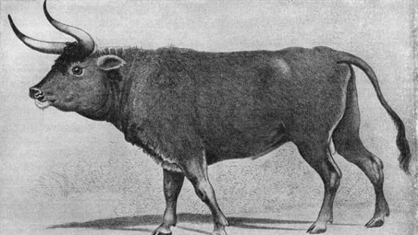 Click to enlarge Prehistoric cattle.