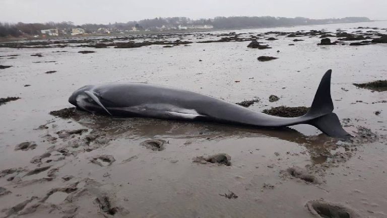 The pilot whales washed up in the Firth of Forth.