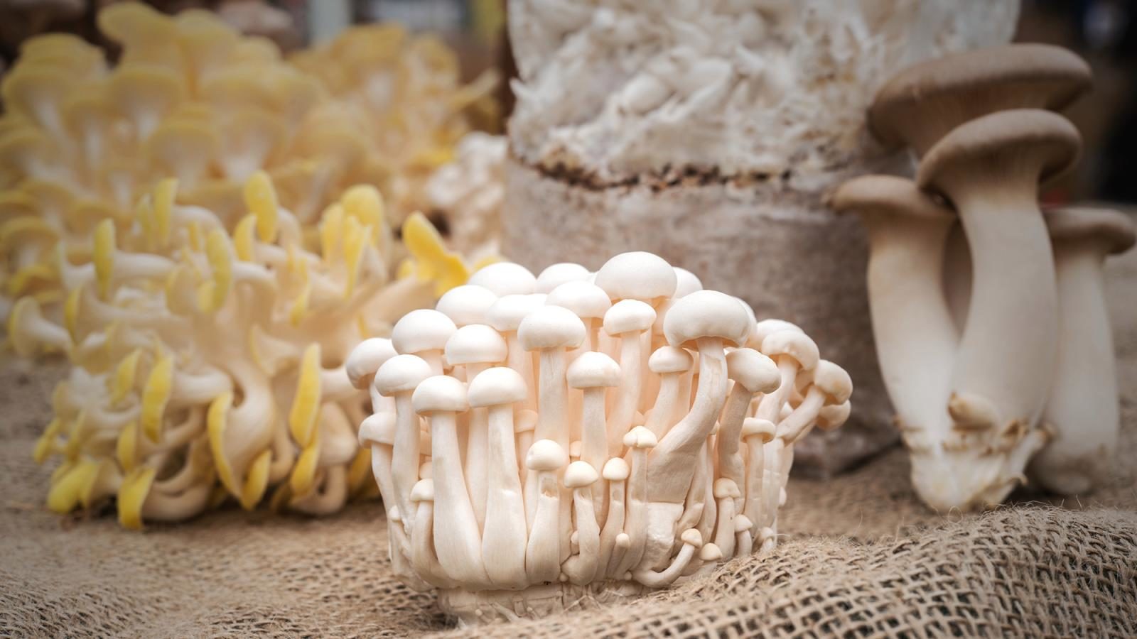 A gateway fungus