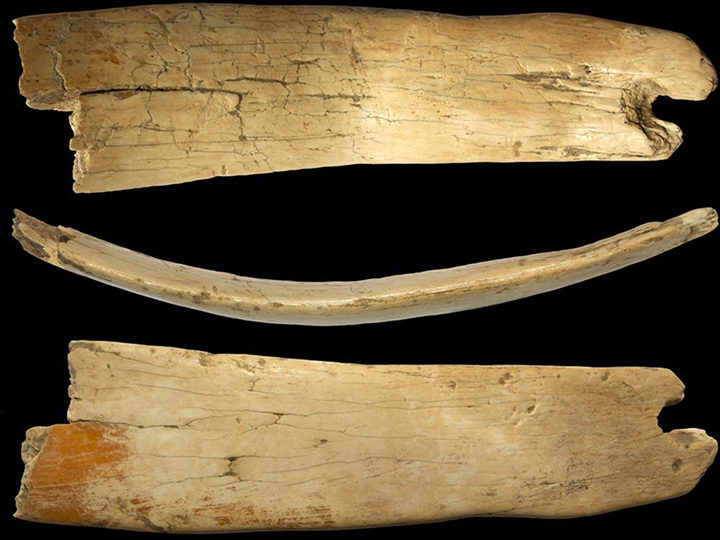 woolly mammoth ivory tiara