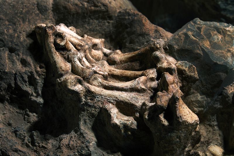 Click to enlarge Little Foot’s fossil bones