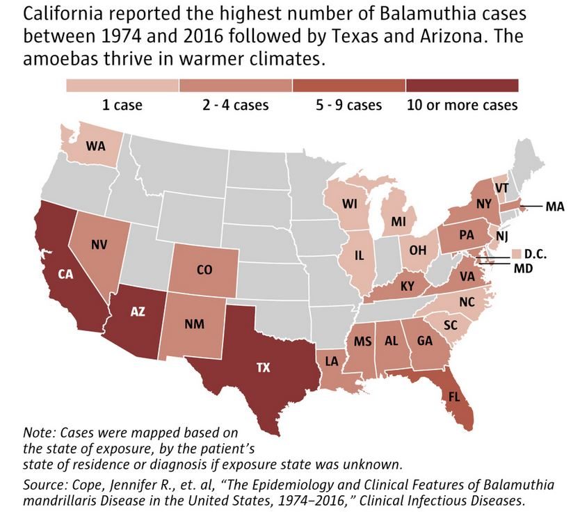 brain amoeba map