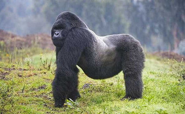 Click to enlarge gorilla