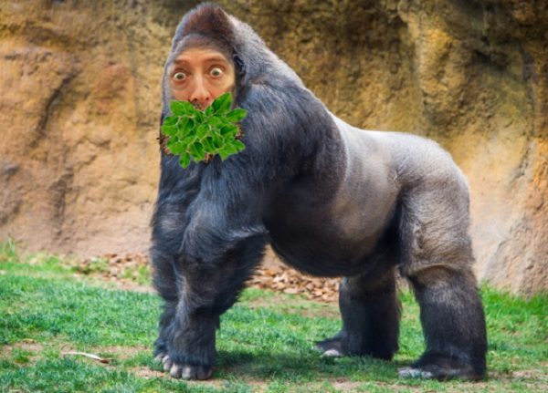 Tom Naughton Gorilla