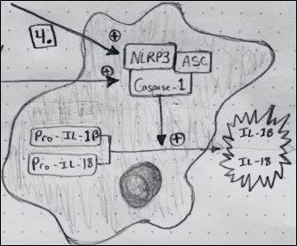 cell diagram