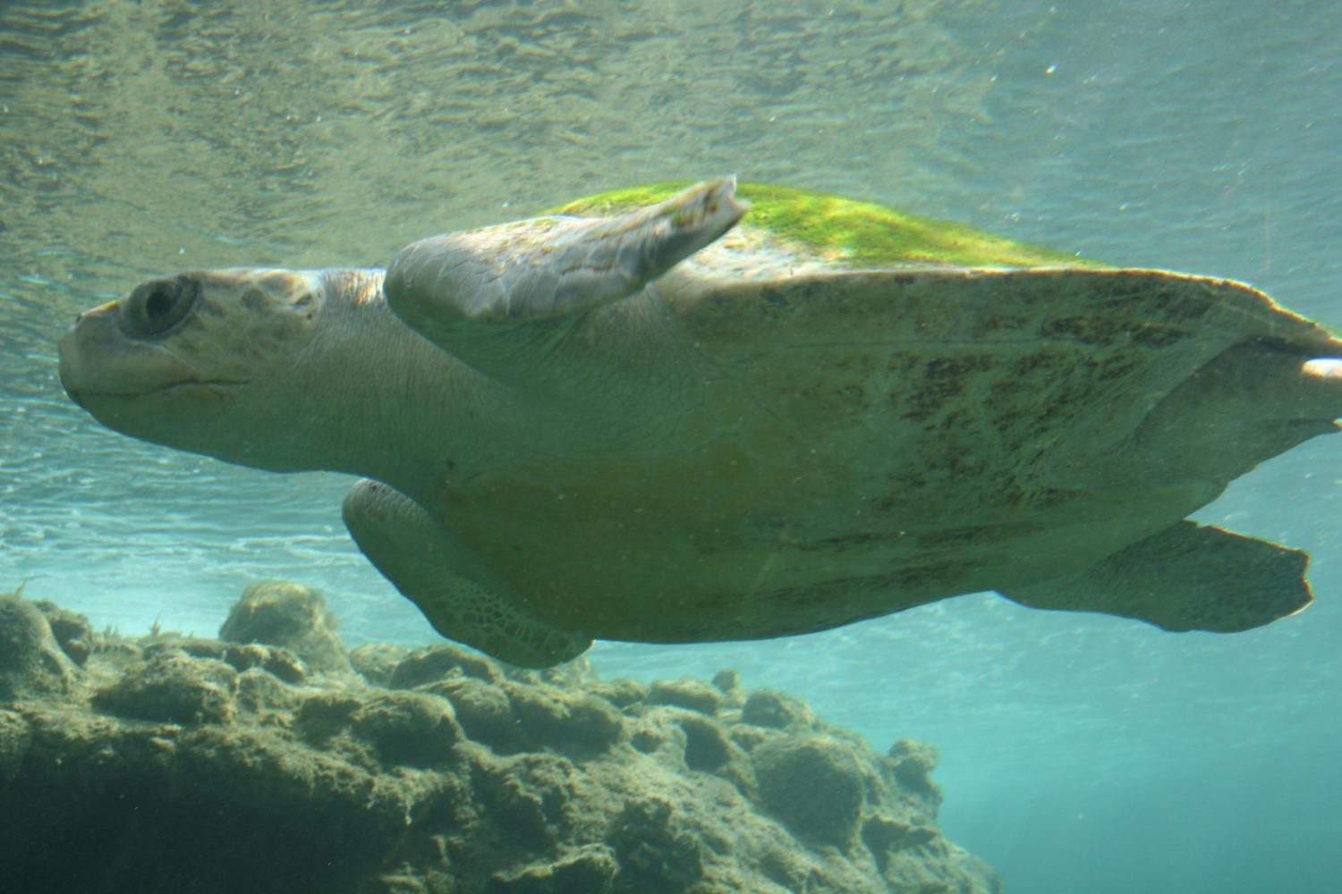 sea turtle