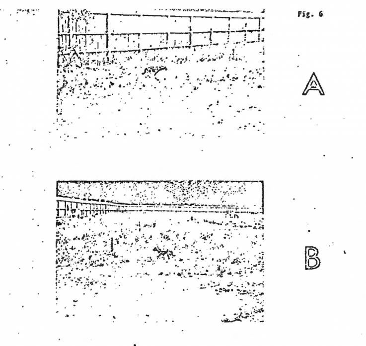 Click to enlarge dogs mk ultra cia