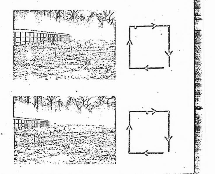 Click to enlarge dogs mkultra cia