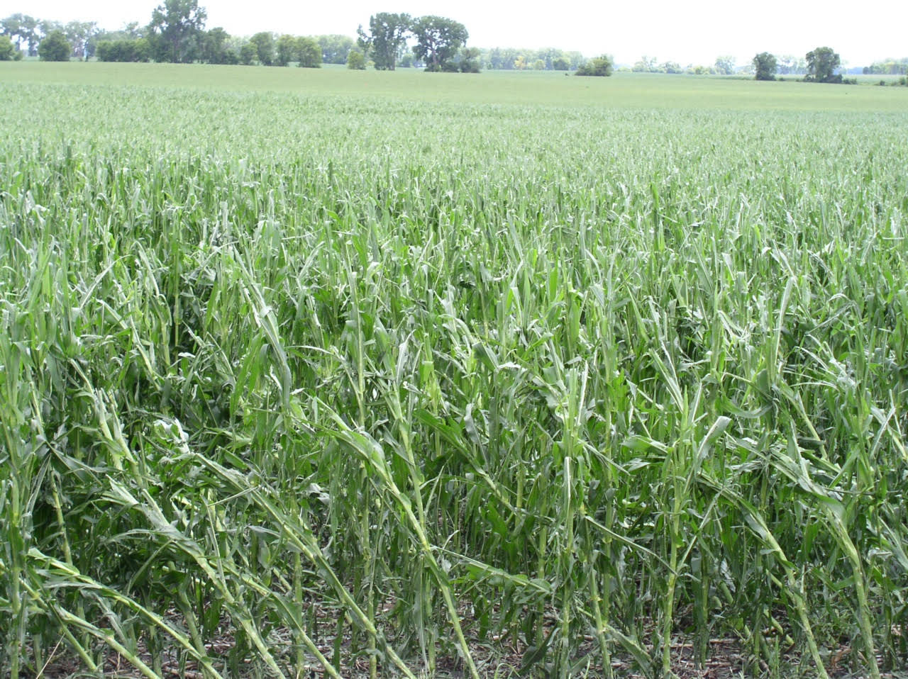 crop damage