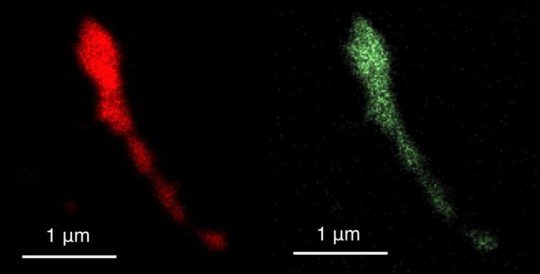 Click to enlarge bacteriophage