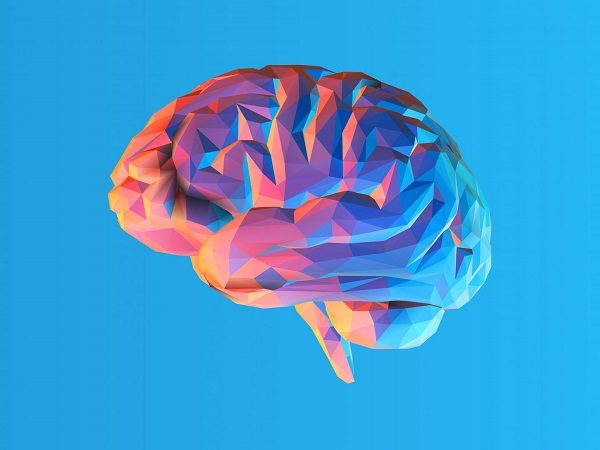 Brain