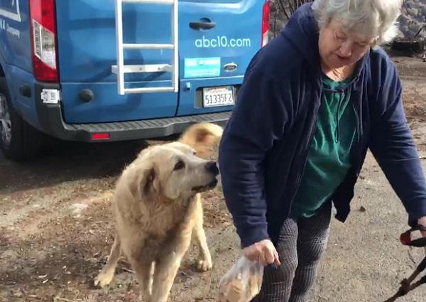 Dog and owner