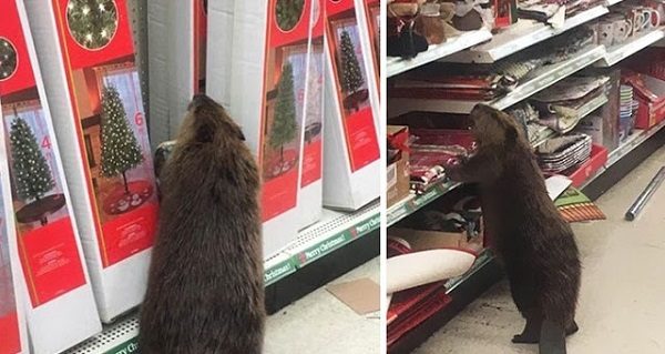 Beaver
