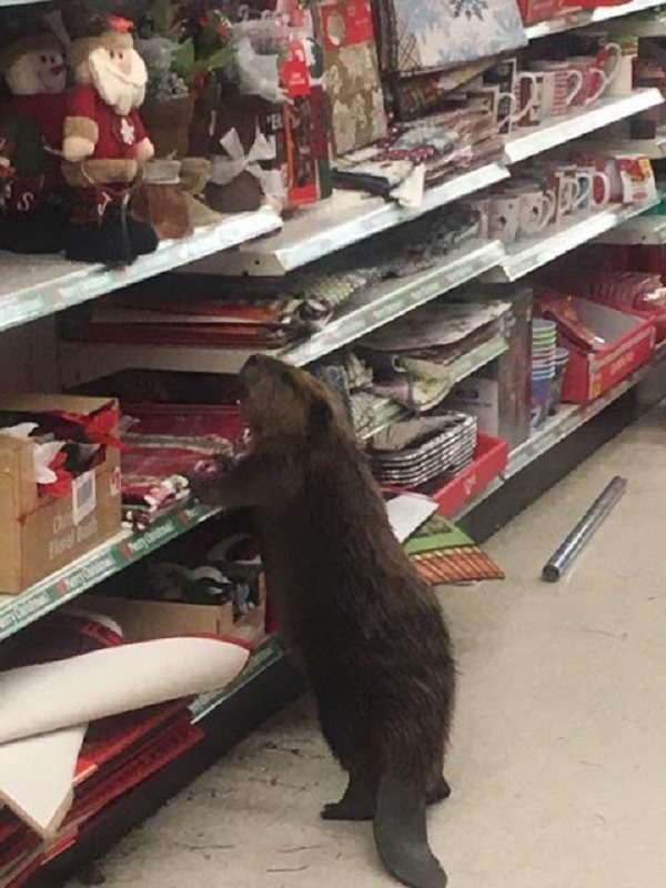 Click to enlarge Beaver