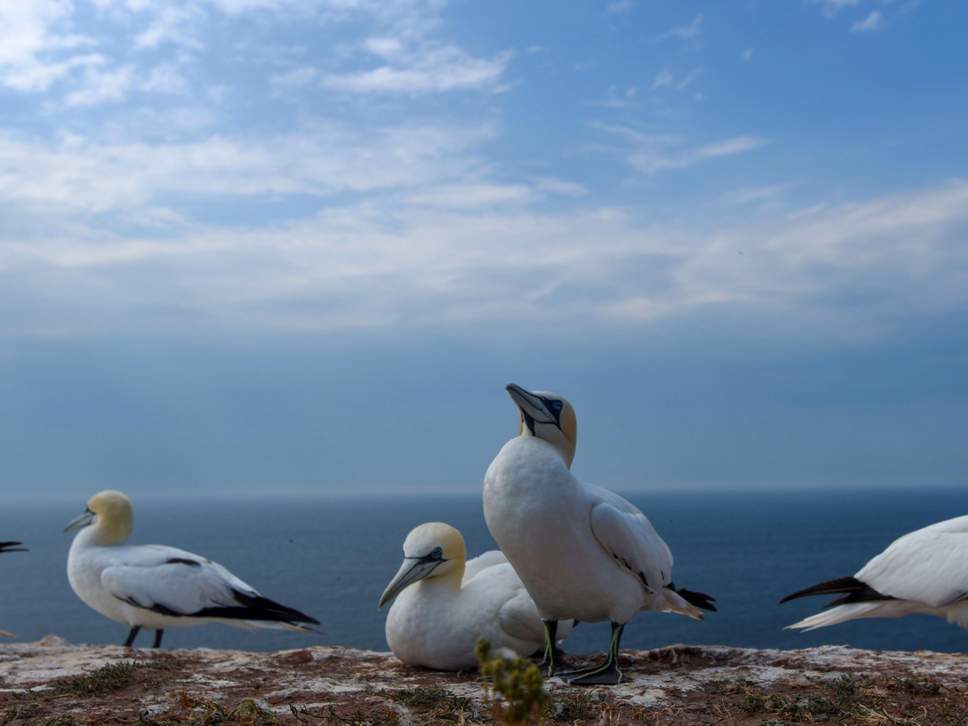 Overall seabird numbers have dropped massively
