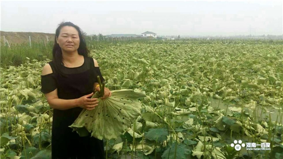 crop damage