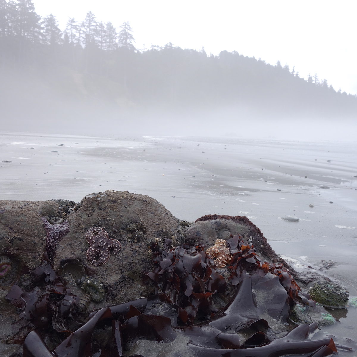 Click to enlarge Baby Starfish, Olympic National Park.