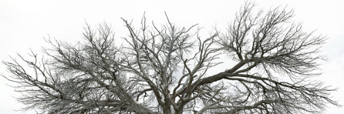 Dead piñon where birds gather in autumn