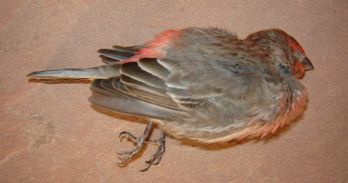 Click to enlarge Dead finch on my porch.