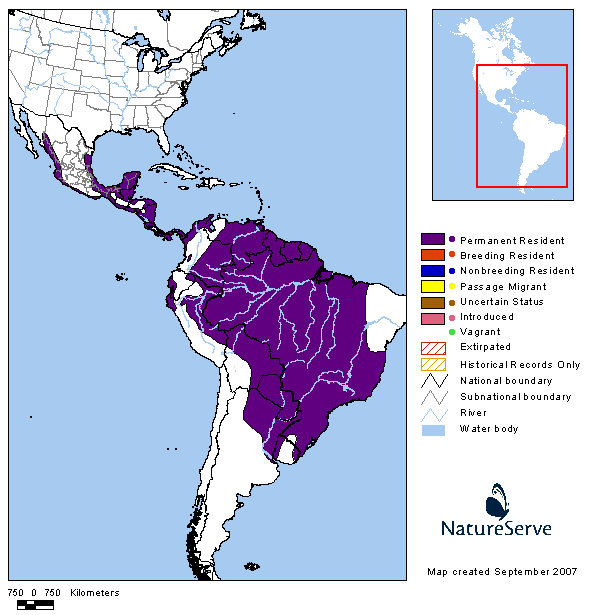 Click to enlarge Great Black Hawk range map.