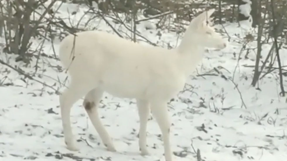 white deer