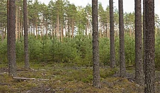 finland forest management