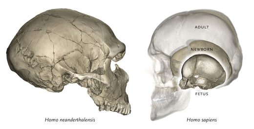 neanderthal human brain