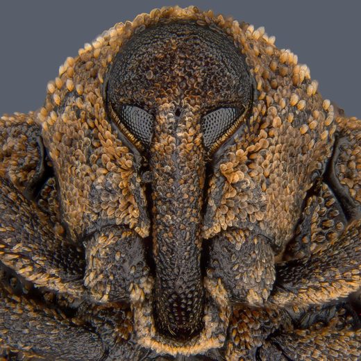 Mango-seed-weevil-head