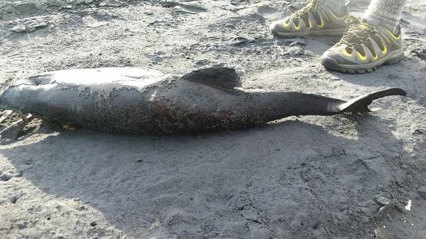 The dead dolphin found at Karioitahi beach