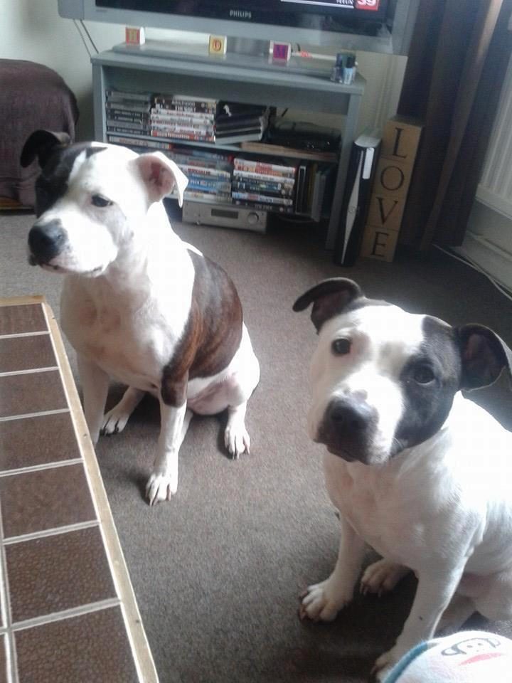 The dogs - named as Fizzy and Dotty - were seized at the time but police announced today they had been destroyed