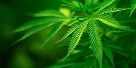 cannabis