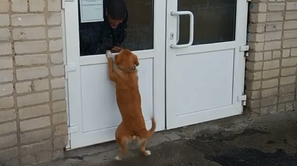 Dog looking in window