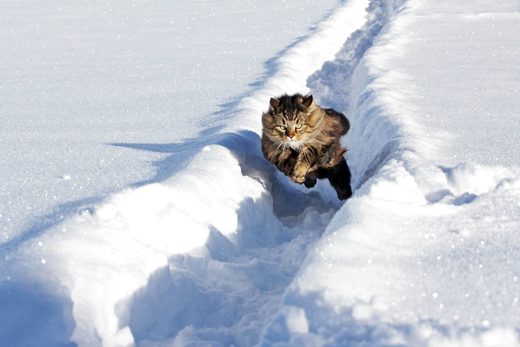 Norvegian forest cat