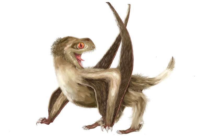 A feathered pterosaur