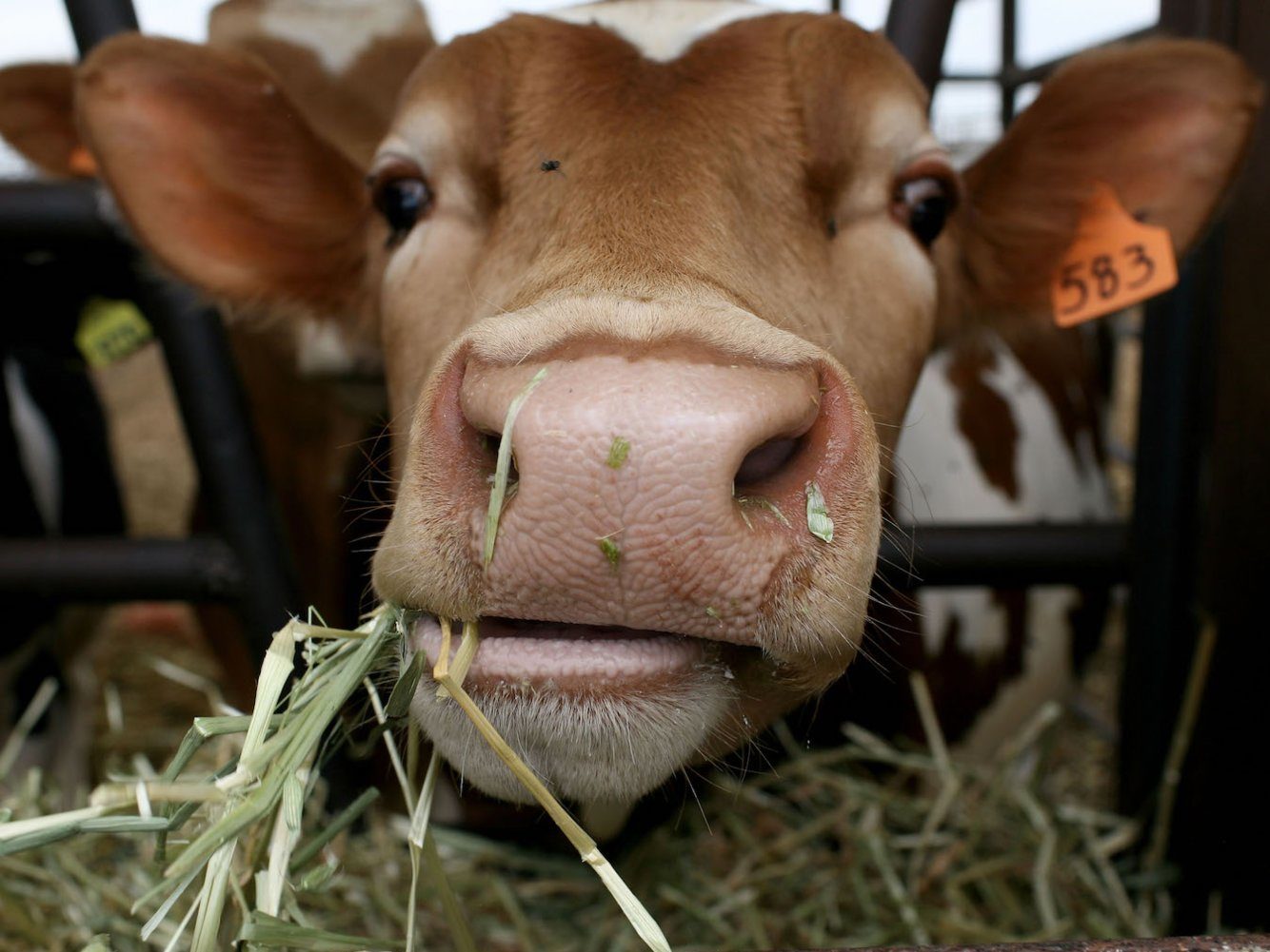 cow eating hay