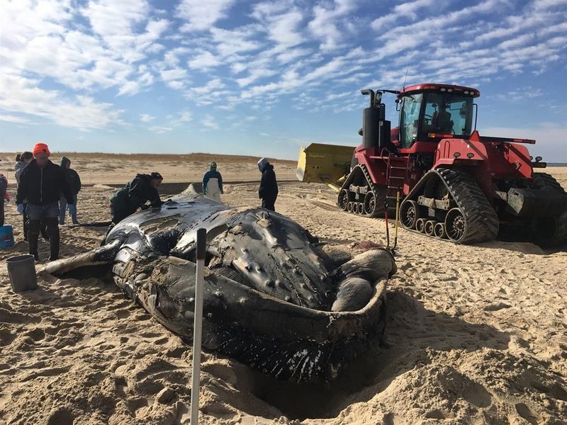 dead whale