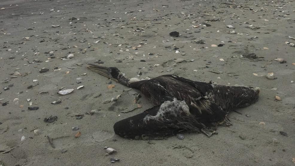 It was one of dozens of dead birds to wash up last weekend in North Myrtle Beach.