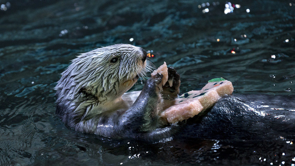 otter