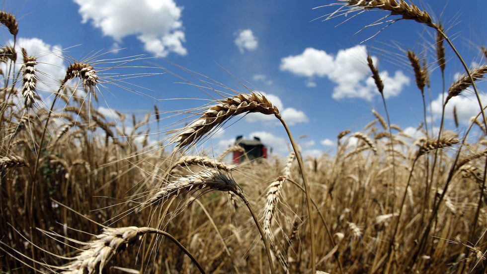 wheat