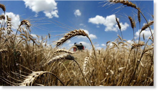 wheat