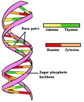 Click to enlarge dna nucliotide