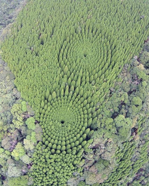 Japan circle forest