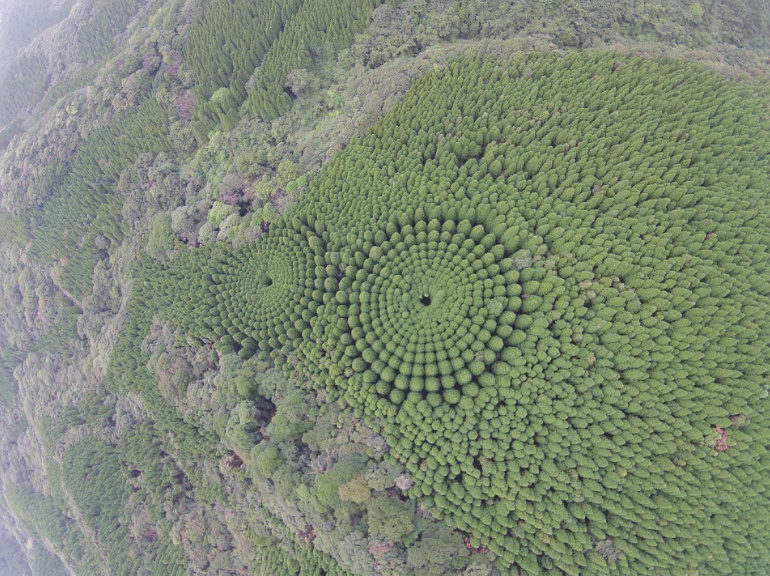 Click to enlarge Tree circle forest japan
