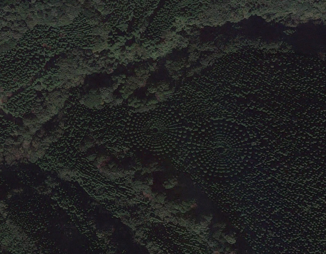 Click to enlarge Tree circle forest japan