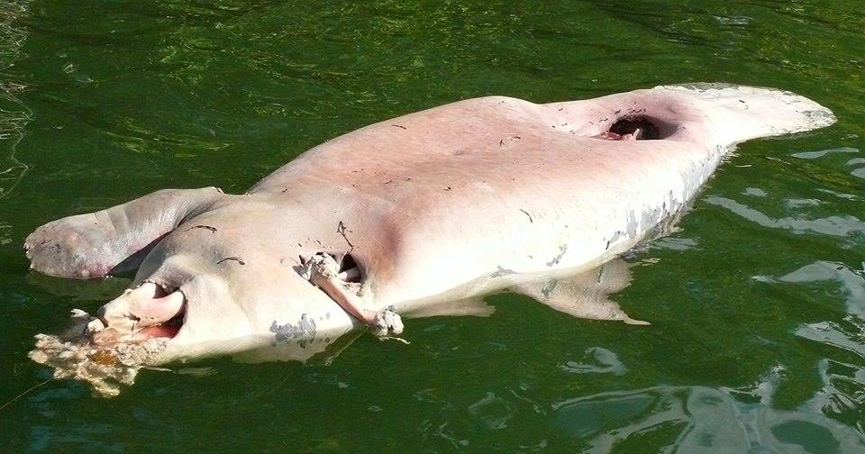 dead manatee