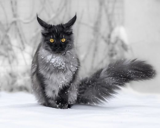 Click to enlarge Ice age cat