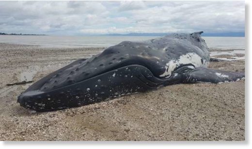 12 metre humpback whale strands
