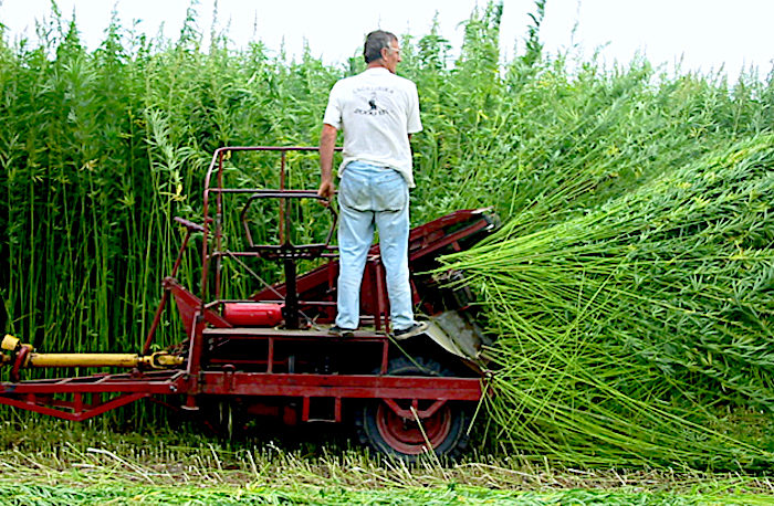 Click to enlarge hempfarmer