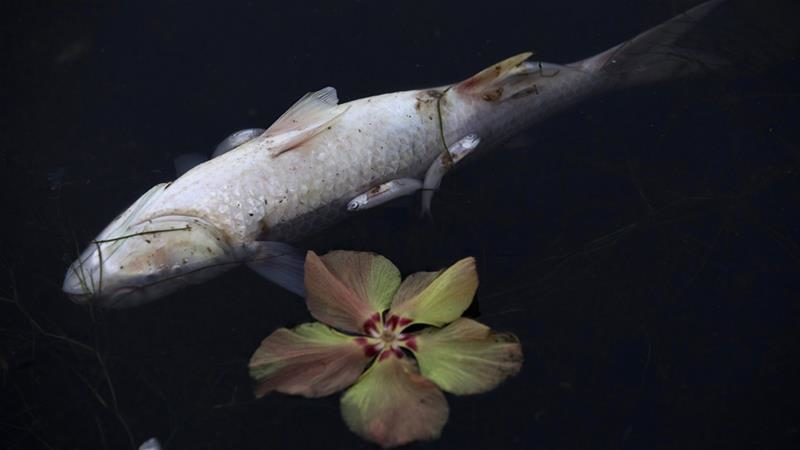 DEAD FISH